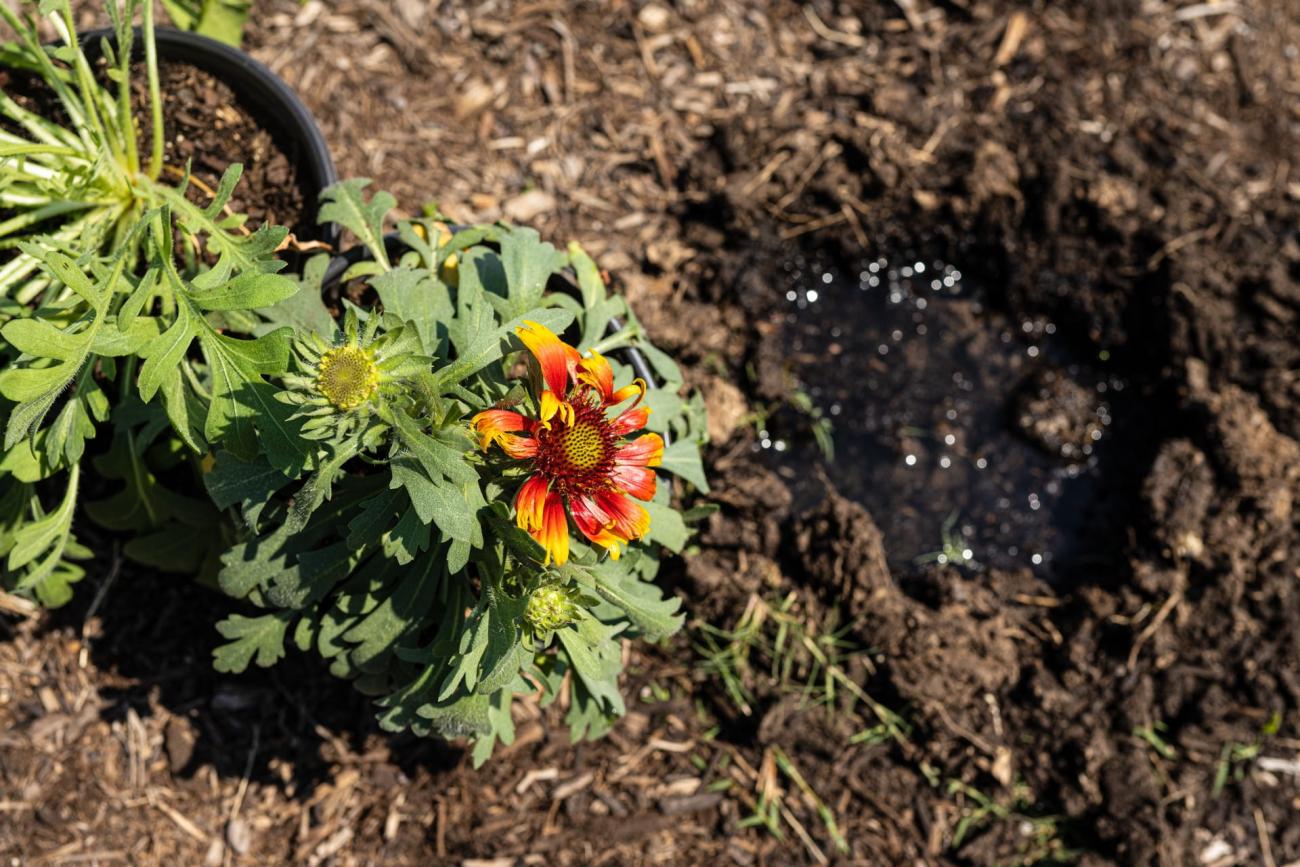 Photo of red flower 